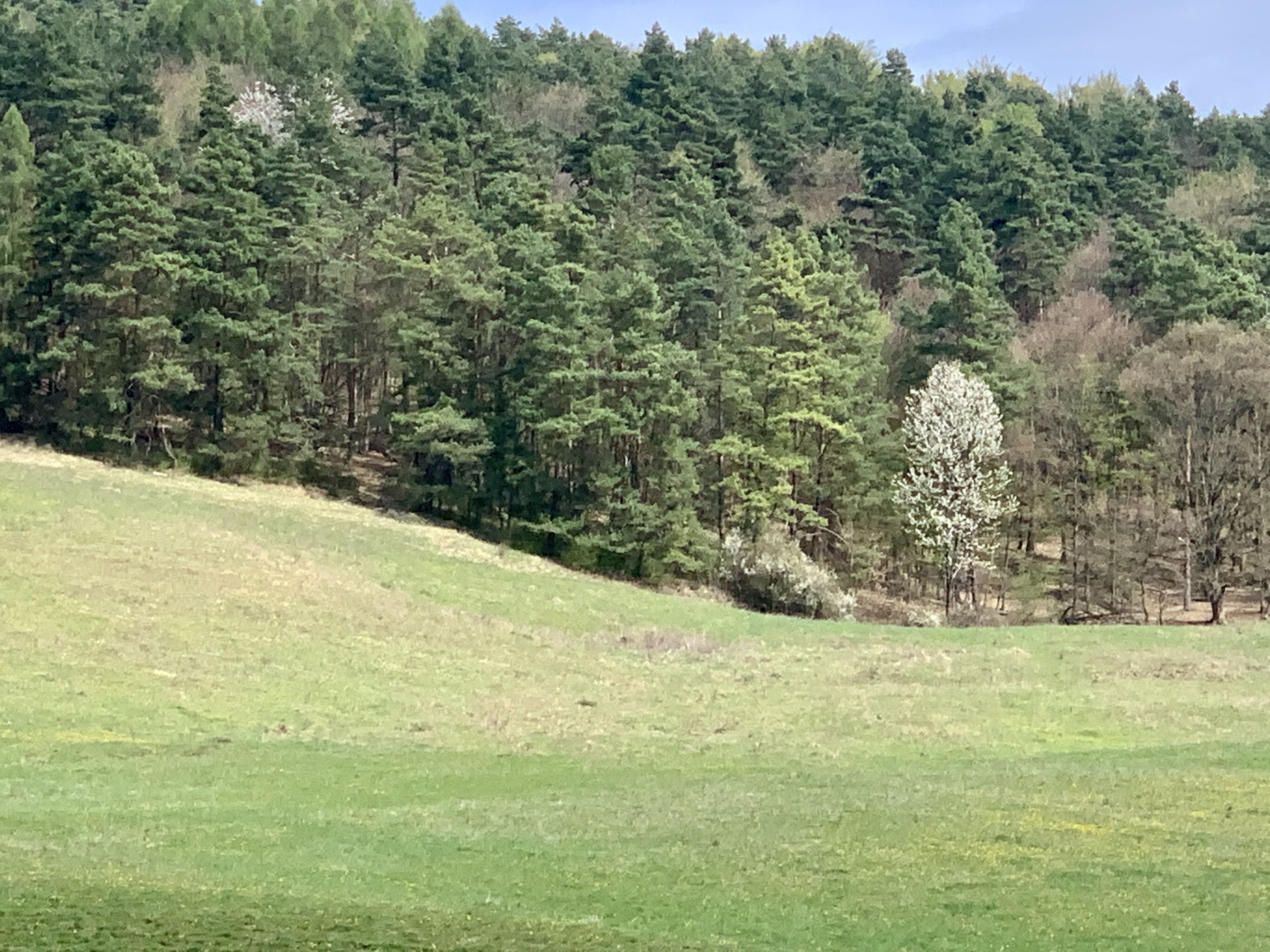 GARANT REAL predaj lesný pozemok 148.432 m2, Stuľany, okr. Bardejov